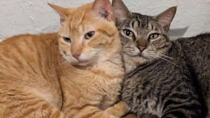 Gatos y ADN antiguo: el hallazgo que reescribe su origen