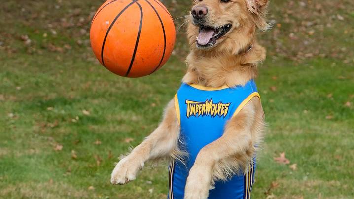 Movie star dog from Stark County is handing out 'pawtographs'