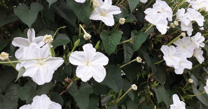 Flor de luna: la planta trepadora que florece de noche, perfuma y puede cultivarse en maceta
