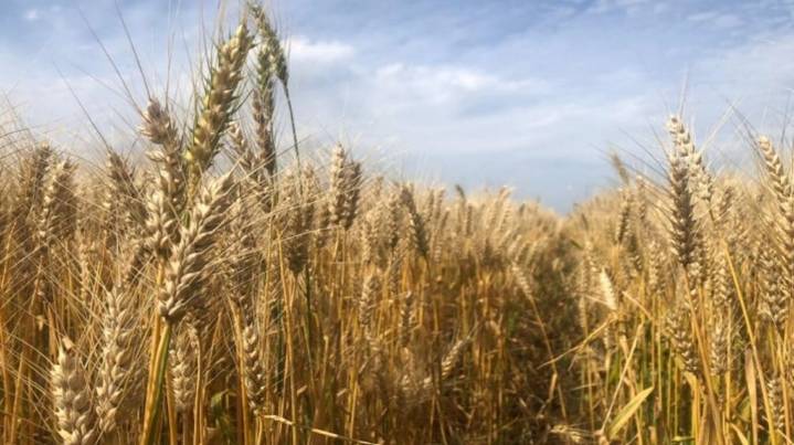 Las lluvias traban a la cosecha de trigo en el norte bonaerense, pero se siguen logrando buenos rindes