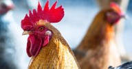 Bird flu detected in west Suffolk flock near Chedburgh