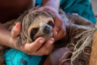 Stricter rules adopted to protect sloths from pet trade and selfie tourism