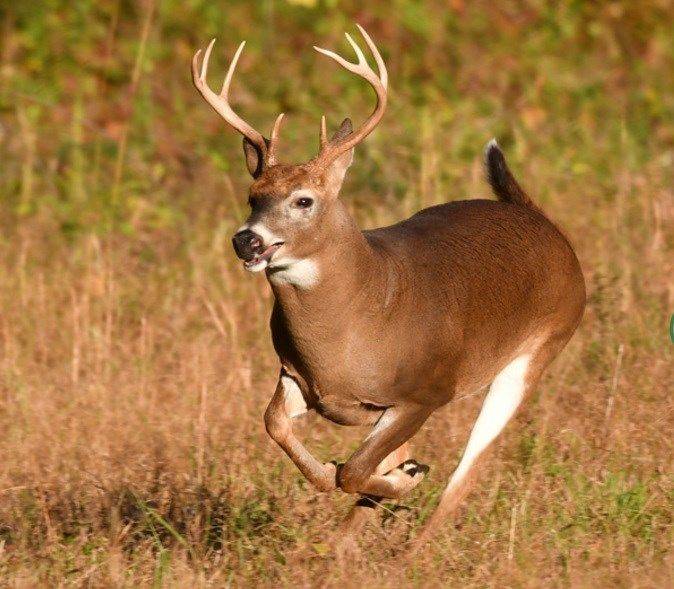 Columbiana County in top 10 for deer during Ohio gun season
