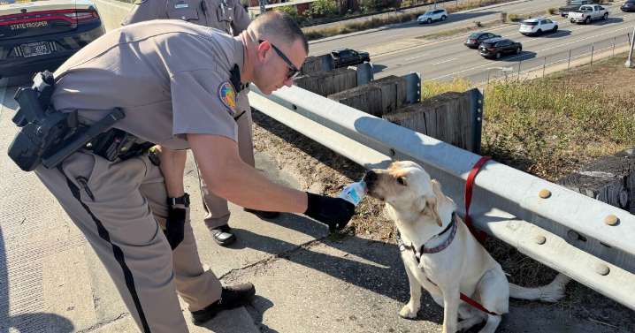 Woman walking dog on I-275 arrested for disobeying officers after prior warning: FHP
