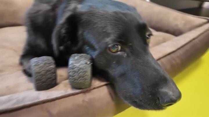 Dog with prosthetic paws gives Ukraine war veterans strength to heal