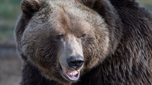 Conservation officers call off search for grizzly in Bella Coola attack