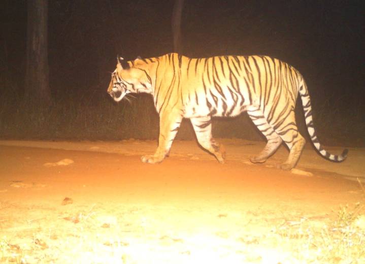 Operation TARA: Second Female Tigress from Tadoba T7-S2 released in Sonarli Enclosure at Chandoli National Park of Sahyadri Tiger Reserve 