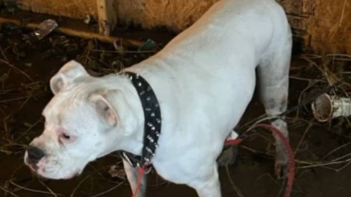 Michigan Dog Abandoned In A Parking Garage Has A Heartbreaking Secret