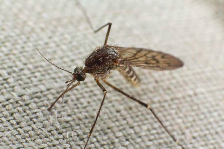 Study reveals mosquito-borne diseases perceived as rapidly escalating threats to humanity