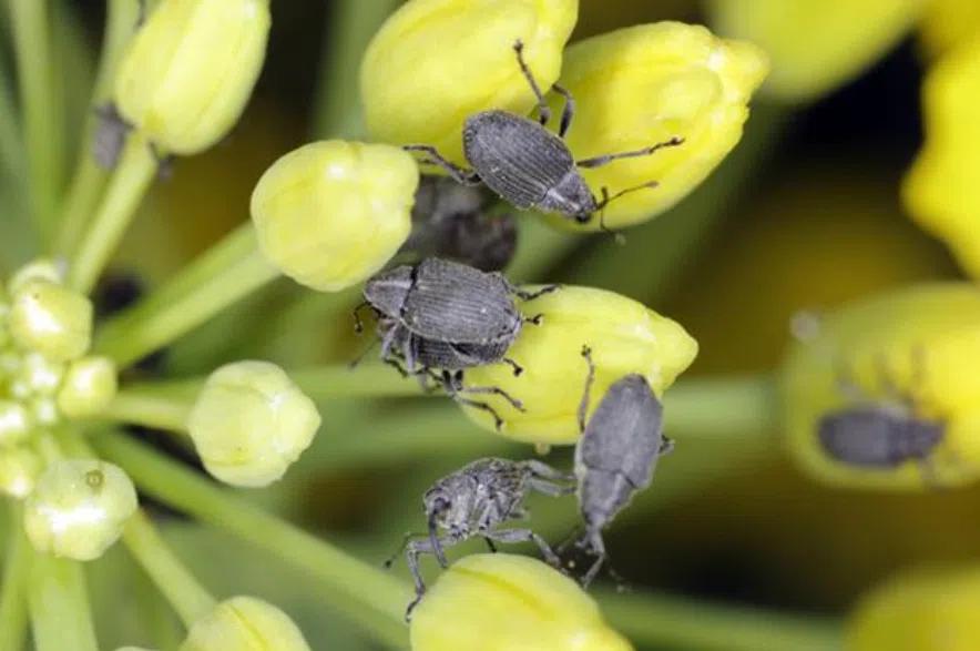 Research scientist reviews top canola pests of the 2025 growing season