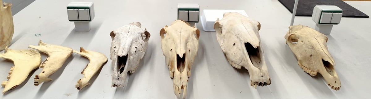 Un rebuzno de hace 2.800 años: Identificada en Cataluña la mula más antigua de Europa y del Mediterráneo Occidental