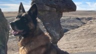 'Loyal partner': Lincoln County Sheriff's Office mourns the loss of K9 Baxo