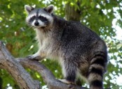 Aggressive Raccoon Reported in Watertown, Latched onto Person’s Leg