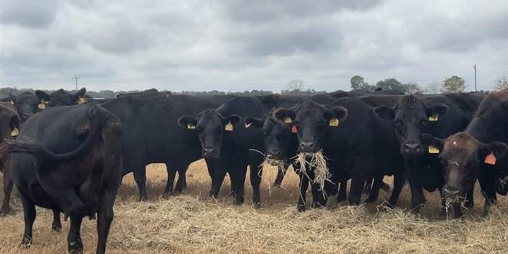 As drought conditions continue, Gadsden County leader encouraging cattle producers to apply for assistance