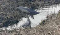 Wareham Natural Resources, IFAW, team up to rescue dolphins stranded in mudflats