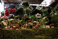 UNAM lanza alerta por el uso de musgo en Navidad