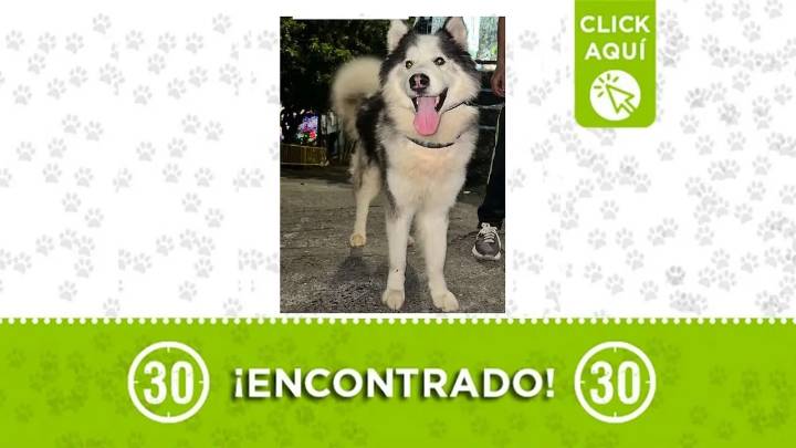 ¡Huele rico! Buscamos la familia de un husky encontrado solito en Manrique La Salle