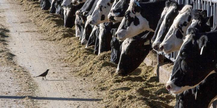 Bird flu detected in Dodge Co. dairy cattle