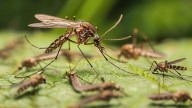 Bombazo mundial en la zoología: confirman la aparición de mosquitos en Islandia por primera vez en la historia