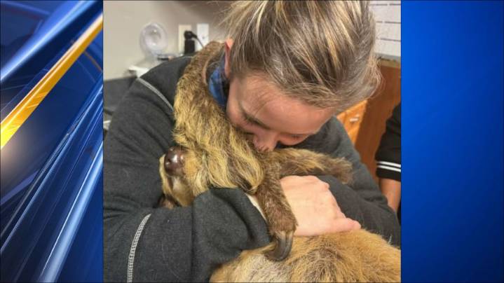 Another sloth dies at Tanganyika; two others have kidney failure