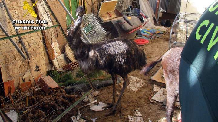 Descubren un zoo clandestino con animales en mal estado en Murcia