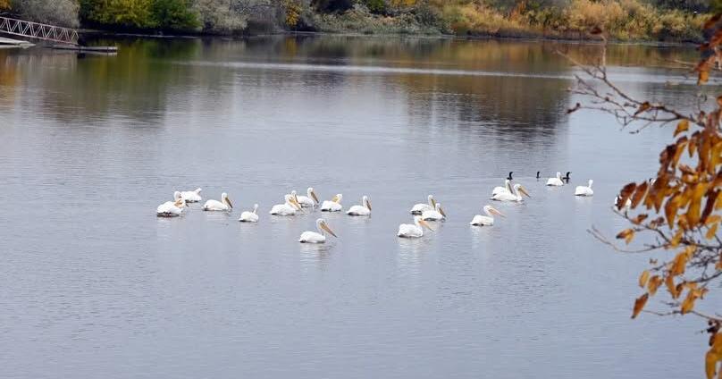 Richland's Bateman Island Causeway removal begins Dec. 22