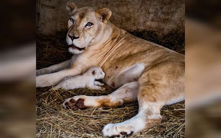 Zoológico Las Delicias de Maracay: Muere una de las crías de la Leona Blanca de Timbavati