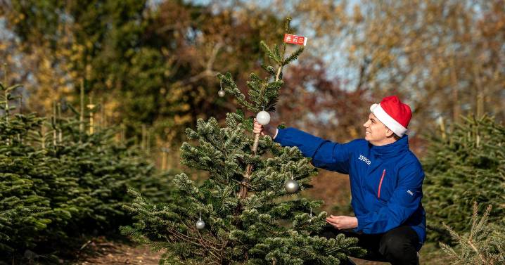 Full list of 10 UK Tesco stores giving away free Christmas trees - including one near Greater Manchester