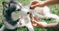 Scientists say dogs can given CBD to make them less agressive