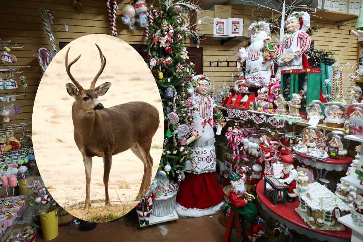 A Deer Turns A Tennessee Christmas Store Into A Holiday Scene