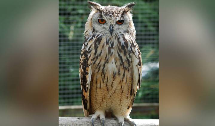 Work stopped at quarry near Hyderabad to let rare rock eagle owl hatch eggs