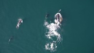 Watch Rare Video of Orcas Teaming Up With Dolphins to Hunt Giant Salmon
