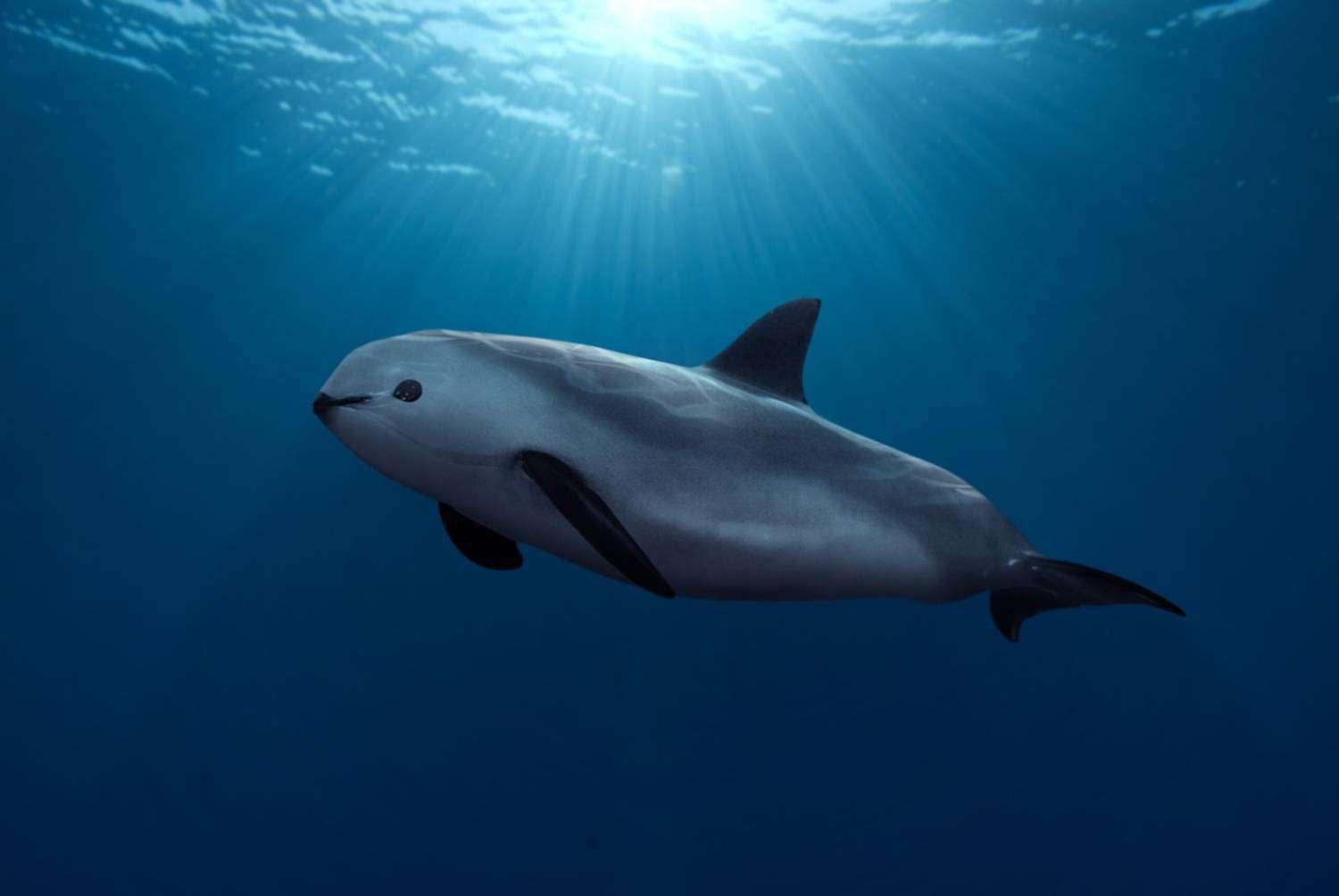 Vaquita marina: por qué está al borde de la extinción y qué se ha hecho para salvarla