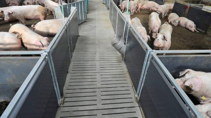 Las peste porcina detectada en Cataluña amenaza al sector: los productores gallegos exigen un plan urgente de contingencia y control del jabalí