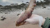 Remains of mysterious creature of the deep wash up on Scottish beach