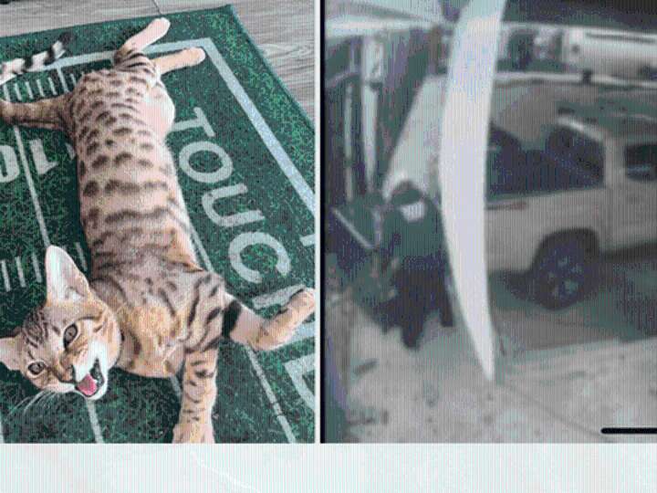 Thanksgiving Burglary Leaves Barbershop Missing Cash, Equipment, and Its Savannah Cat