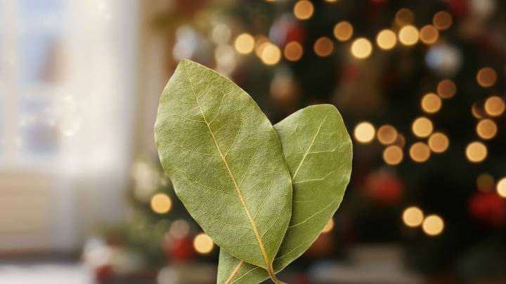 Por qué poner una hoja de laurel en el Árbol de la Navidad para la suerte