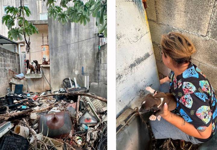 Rescatan a perros abandonados en Cancún: tres eran cachorros
