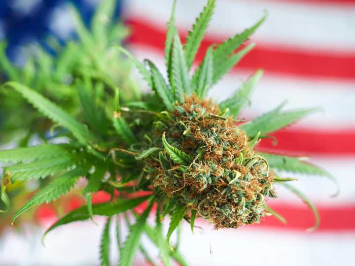 Trump Might Ease Federal Cannabis Restrictions Next Week