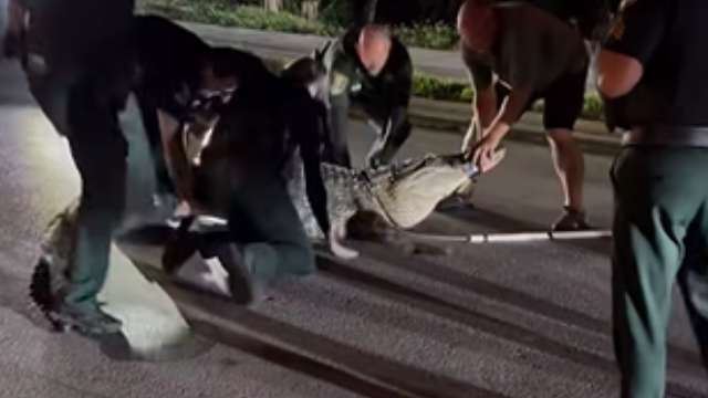 Video: Florida deputies wrangle 14