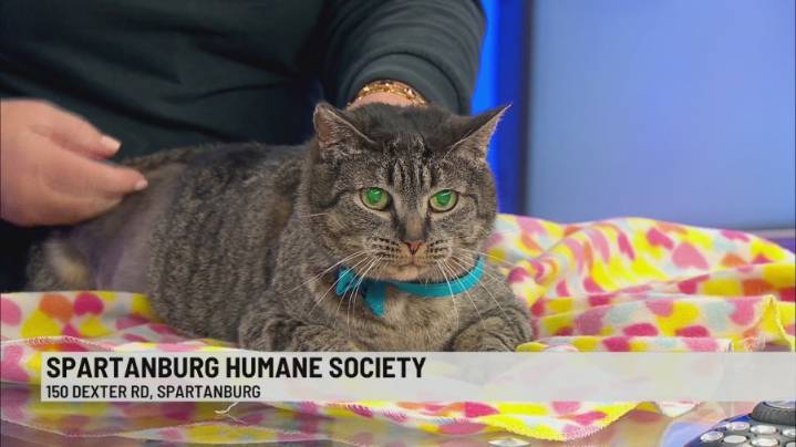 Pet of the Week: Bertie