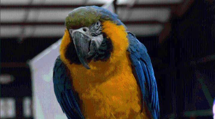 Colorful creatures and curious crowds fill Mobile’s Exotic Animal Expo