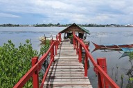 Philippine mangroves survived a typhoon, but now confront a human