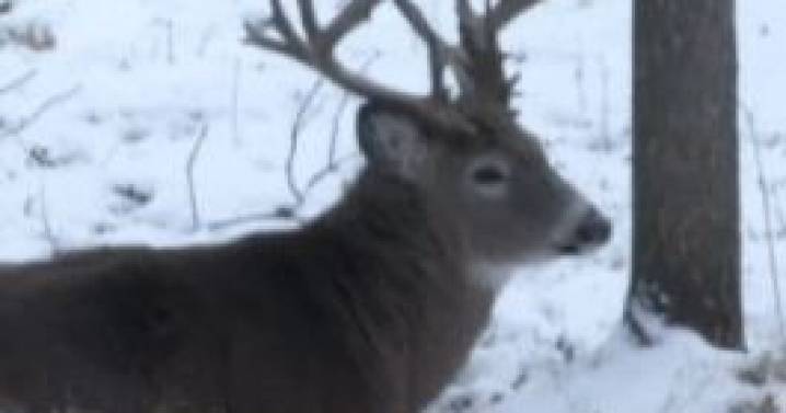 Fewer deer harvested in Wisconsin's 2025 nine-day gun season compared to 2024