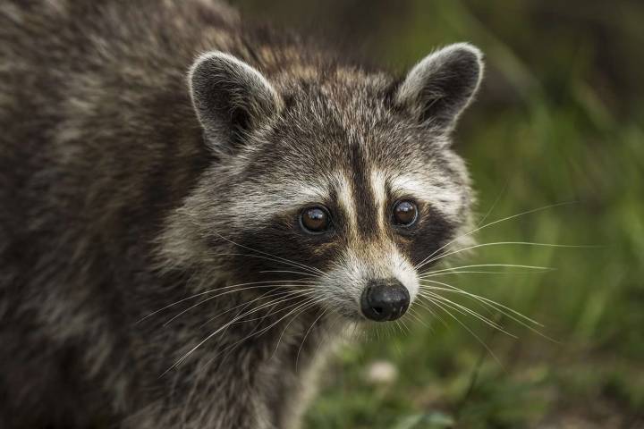 Rabid Raccoon Bites Man After He Put Injured Animal in His Coat During Rescue
