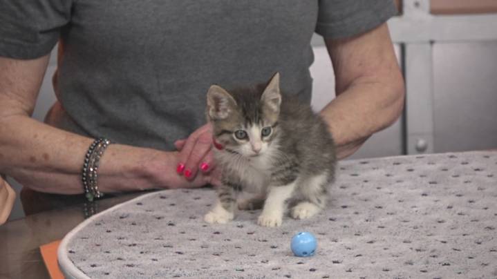 TUESDAY TAILS: Meet Buckwheat from the SPCA of East Texas