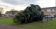 Two men arrested after village Christmas tree cut down
