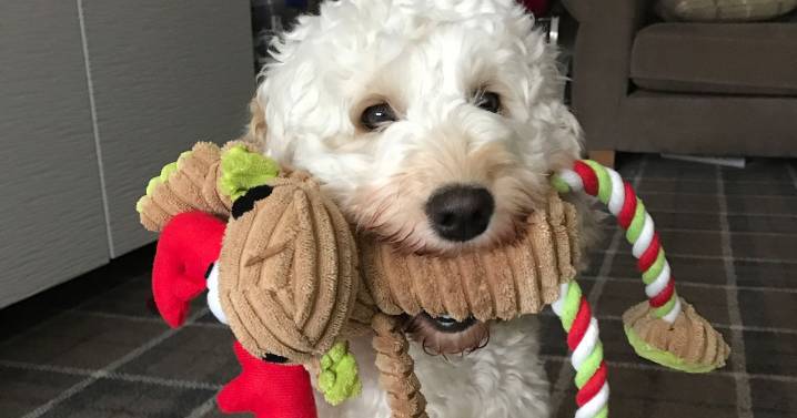 Canine behaviourist's ultimate guide to doggy gifts this Christmas