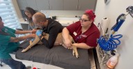 Dogs becoming heroes for other dogs; K-9 Roam's survival story helps encourage dog blood donations