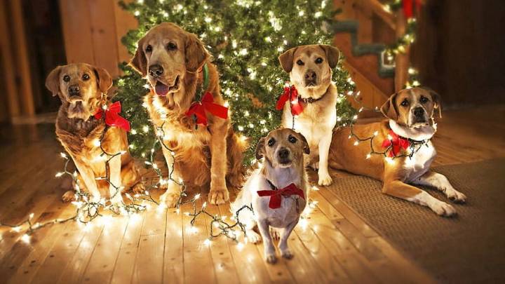 Cómo evitar que tu mascota ataque el arbolito de Navidad